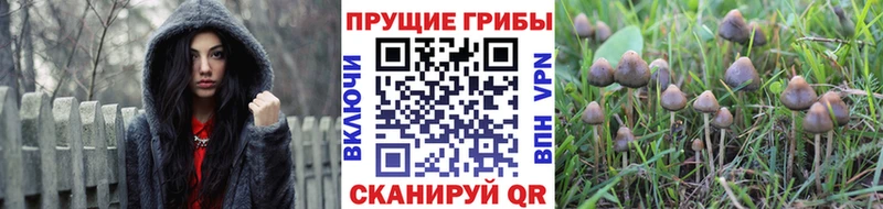 Псилоцибиновые грибы мухоморы  где можно купить   Чадан 